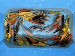 Koi kapr