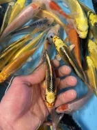 Koi kapr
