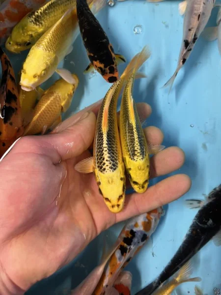 Koi kapr