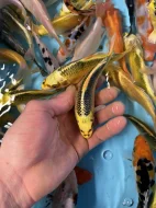 Koi kapr