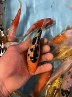Koi kapr