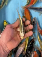 Koi kapr