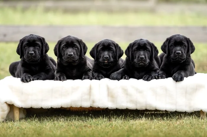 REZERVACE Labradorský Retriever s PP