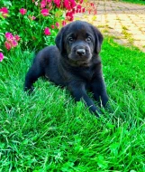 REZERVACE Labradorský Retriever s PP