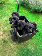 REZERVACE Labradorský Retriever s PP