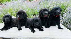 REZERVACE Labradorský Retriever s PP