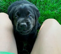 REZERVACE Labradorský Retriever s PP