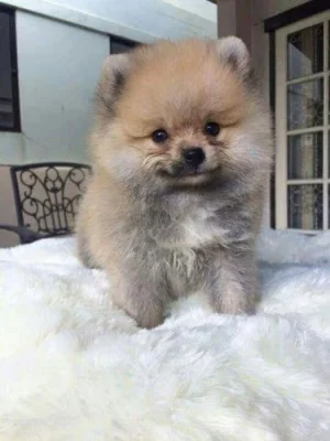 Nabízíme k prodeji štěňata pomeraniana