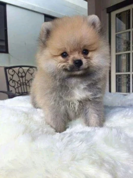 Nabízíme k prodeji štěňata pomeraniana