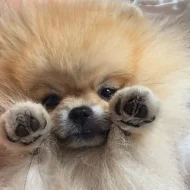 Nabízíme k prodeji štěňata pomeraniana