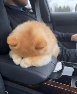 Nabízíme k prodeji štěňata pomeraniana