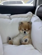 Nabízíme k prodeji štěňata pomeraniana