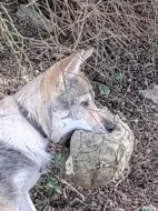 Československý vlčák s rodokmenem  TOP nabídka