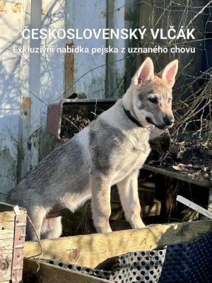 Československý vlčák s rodokmenem  TOP nabídka