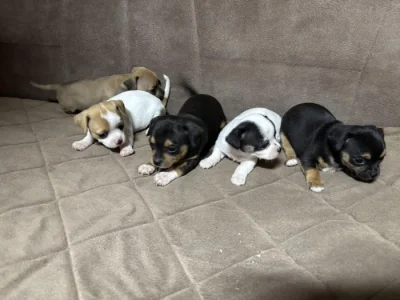Chihuahua puppies for sale