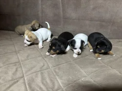 Chihuahua puppies for sale