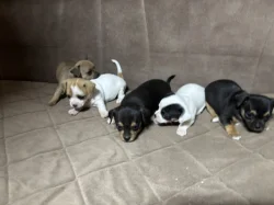 Chihuahua puppies for sale