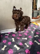 Pejsek s PP Jorkšírský teriér, Chocolate