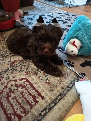 Pejsek s PP Jorkšírský teriér, Chocolate