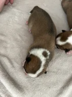 Akita inu čistokrevné