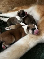 Akita inu čistokrevné