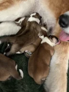 Akita inu čistokrevné