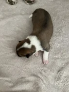 Akita inu čistokrevné