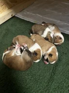 Akita inu čistokrevné