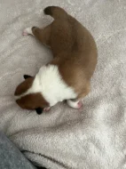 Akita inu čistokrevné