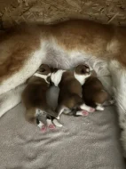 Akita inu čistokrevné