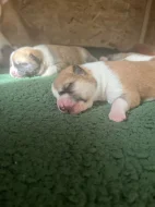Akita inu čistokrevné