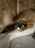 Akita inu čistokrevné