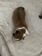 Akita inu čistokrevné