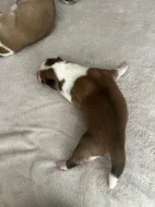 Akita inu čistokrevné