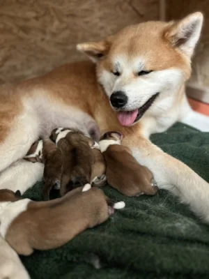 Akita inu čistokrevné