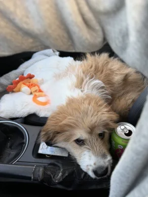 Pejsek zachráněný z osady