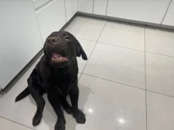 Roztomilý labradorský retrívr
