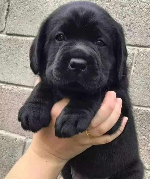 Roztomilý labradorský retrívr