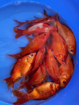 JEZÍRKOVÉ RYBY a TROFEJNÍ JESETERY