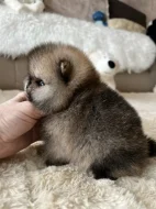Prodáváme pomeraniana