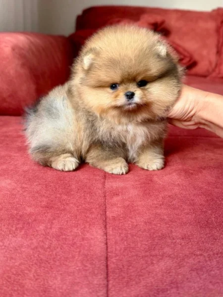 Prodáváme pomeraniana