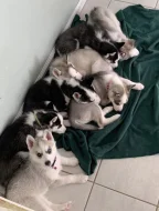 Sibiřský husky štěňata