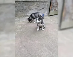 Sibiřský husky štěňata