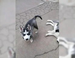 Sibiřský husky štěňata