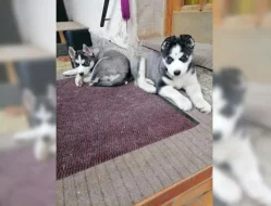 Sibiřský husky štěňata