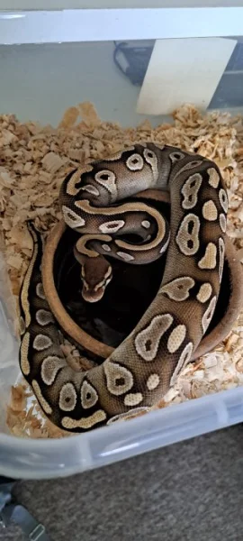 Samice Mojave het Piebad