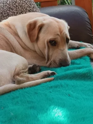 Štěňata- holky a kluci