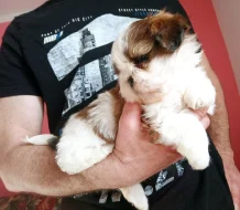 Fenečky Shih tzu