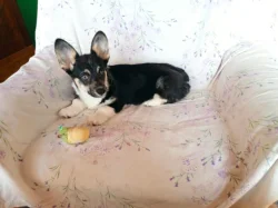 Welsh Corgi -fenečka