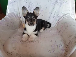 Welsh Corgi -fenečka